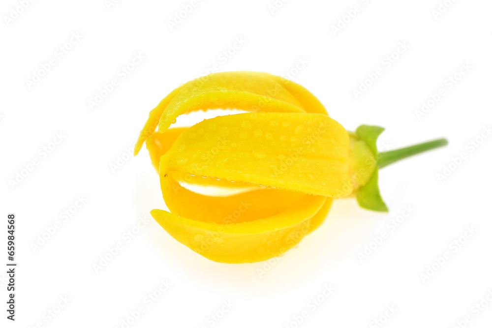 Ylang-Ylang Flower Ylang-Ylang Flower