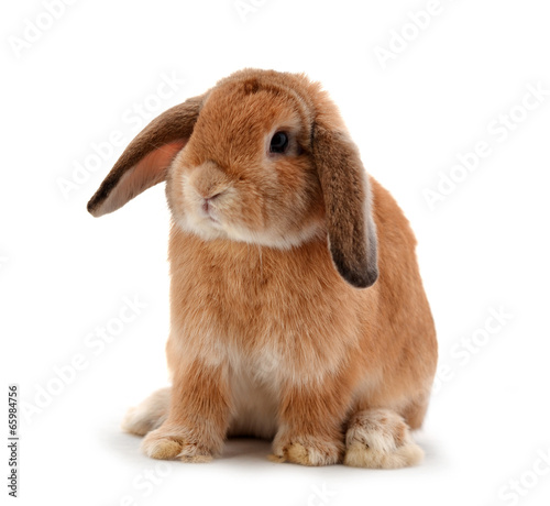 Print op canvas rabbit isolated on a white background