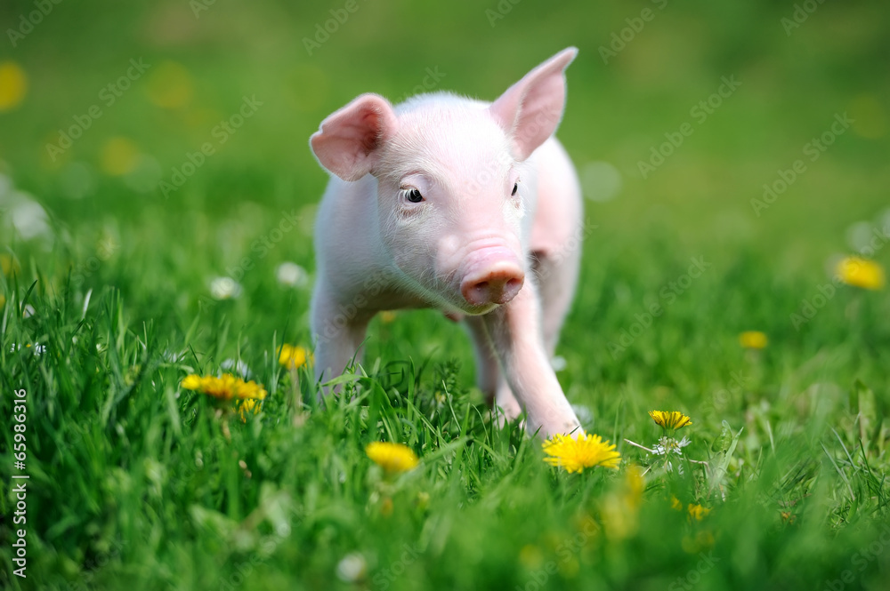Young pig in grass Young pig in grass