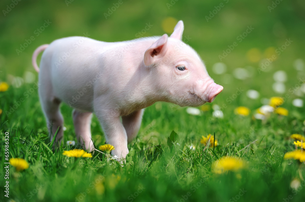 Fototapeta premium Young pig in grass