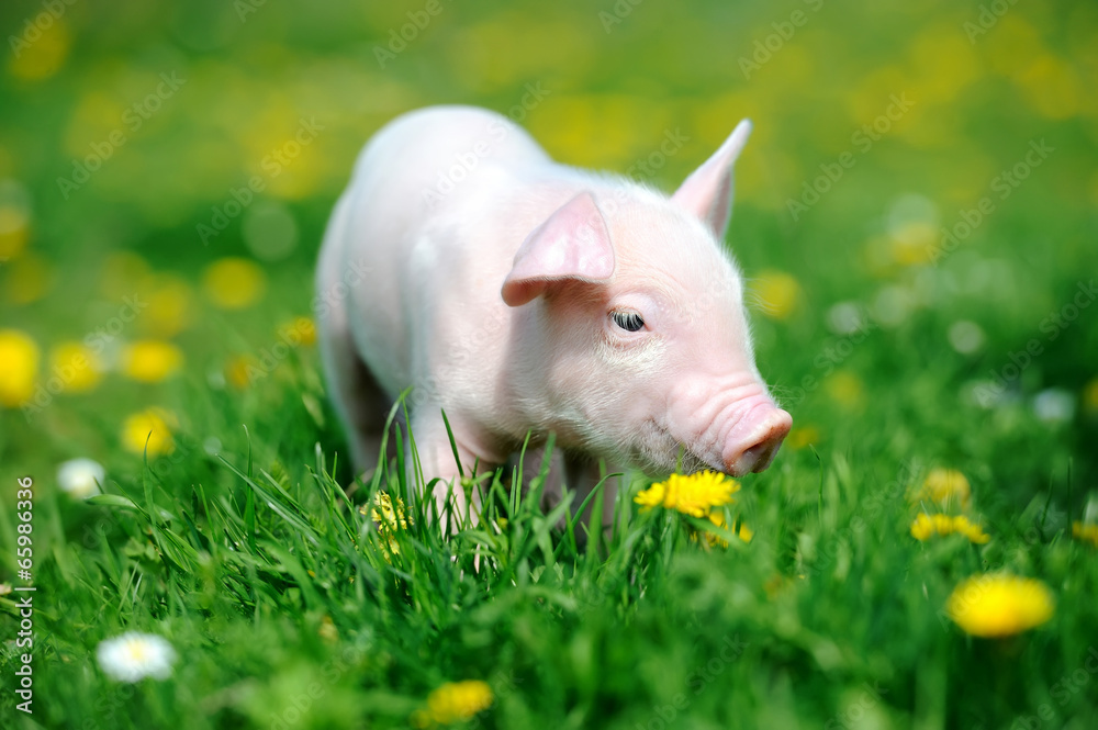 Young pig in grass Young pig in grass