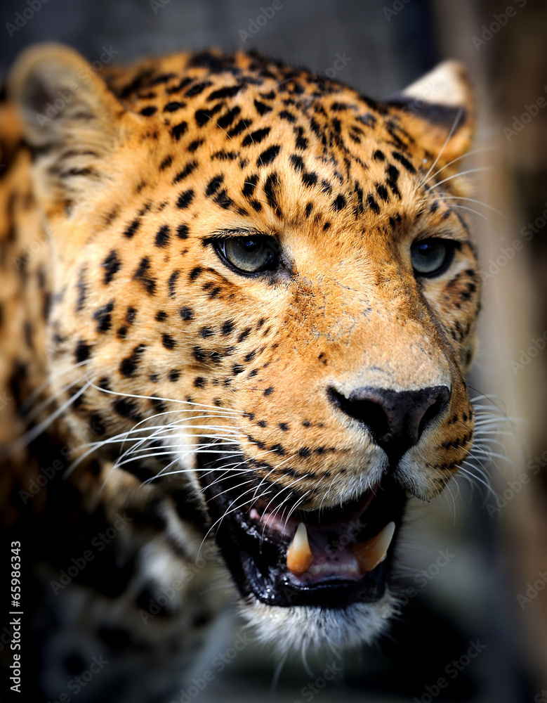 Fototapeta premium Leopard