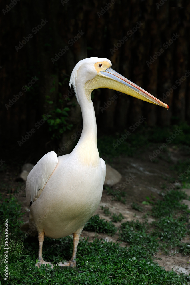 Portrait of a European white pelican Portrait of a European white pelican