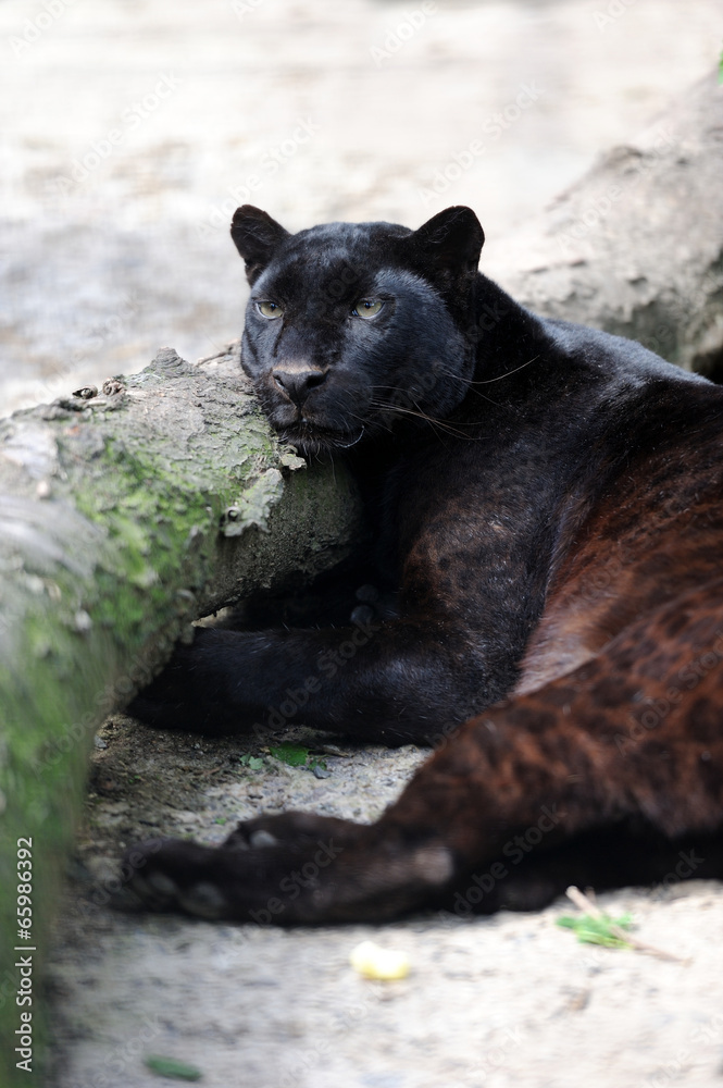 Fototapeta premium Black leopard