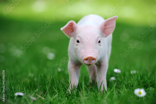 Young pig in grass © byrdyak