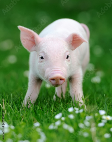 Young pig in grass
