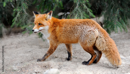 Red fox © byrdyak