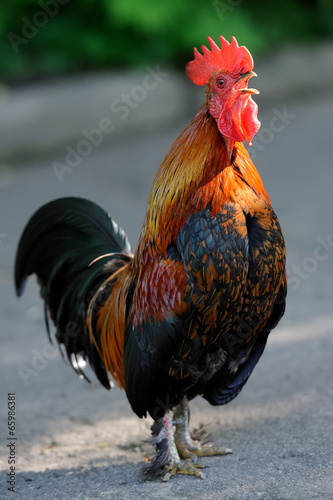 Rooster