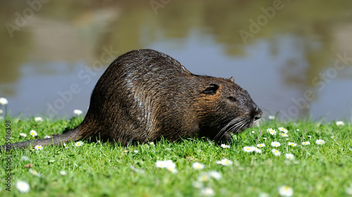 The muskrat (Ondatra zibethicus) photo