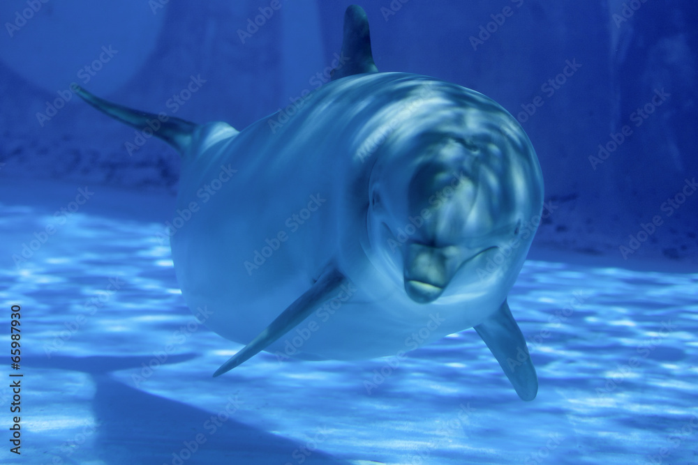 Obraz premium dolphin under the water