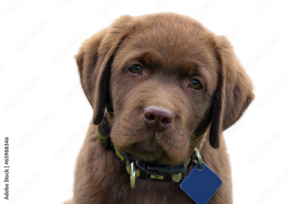 Obraz premium young labrador retriever puppy