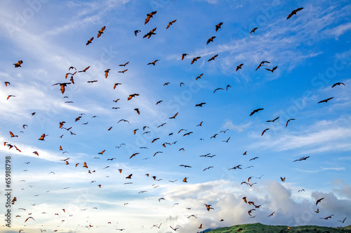 Flying foxes on the background of mangroves. Indonesia. Komodo photo