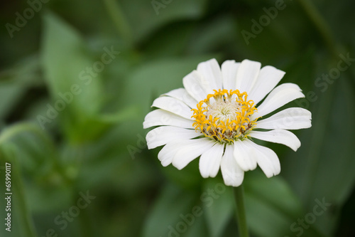 white zinnia flower