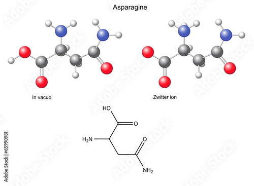 Asparagine (Asn) - chemical structural formula and models