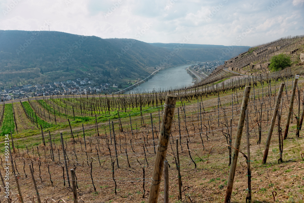 Riesling vineyards on Moselle river