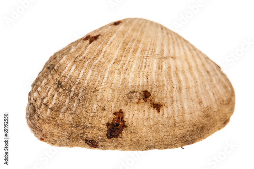 fossil seashell