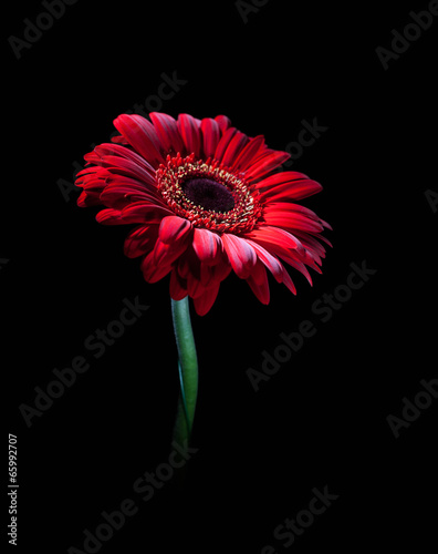 Fototapeta Naklejka Na Ścianę i Meble -  Red gerbera on black background.