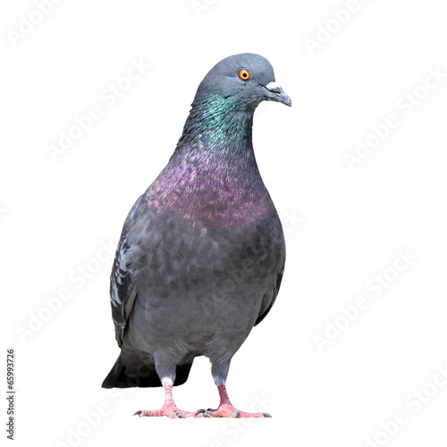 Fotobehang grey pigeon on white background