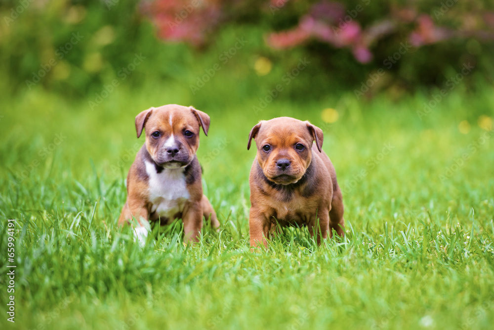 two staffordshire bull terrier puppies