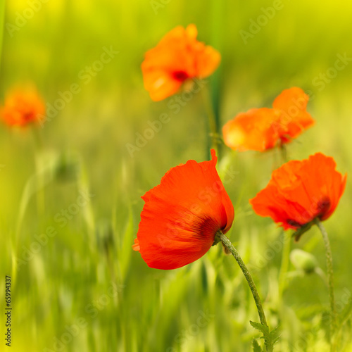 Red poppy flowers