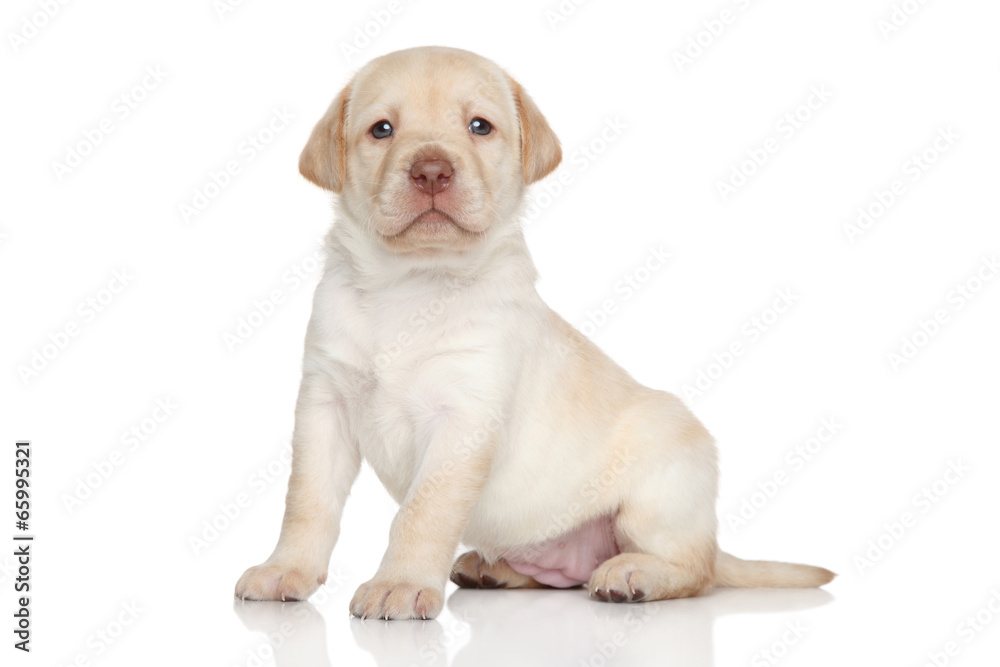 Labrador retriever puppy, portrait on a white background