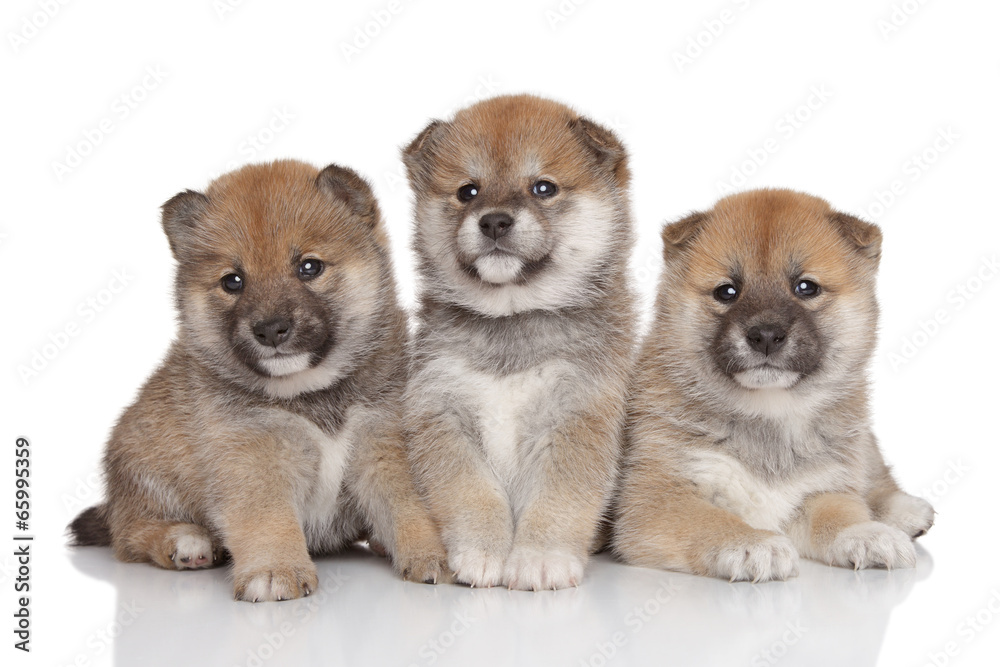 Fototapeta premium Shiba-inu puppies