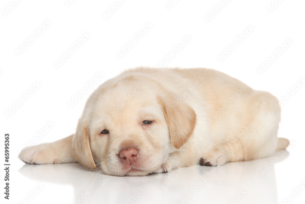 Retriever puppy sleep