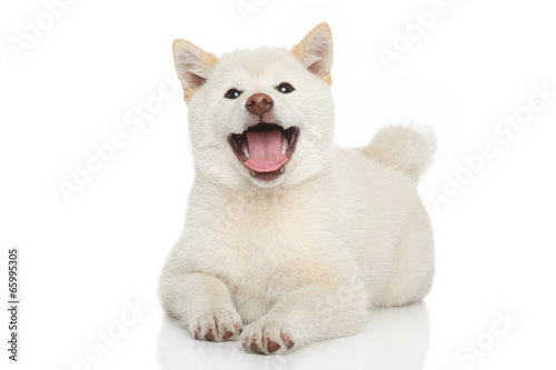 Happy Shiba-inu dog © jagodka