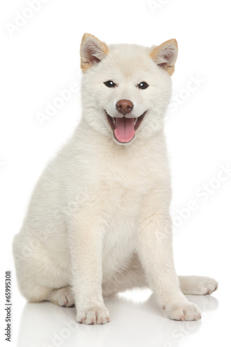 Happy dog portrait