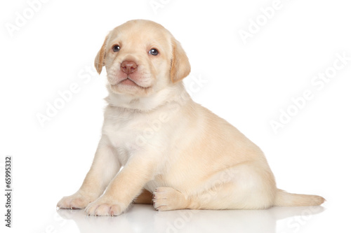 Labrador retriever puppy  portrait