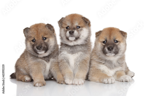 Fototapeta Naklejka Na Ścianę i Meble -  Shiba-inu puppies