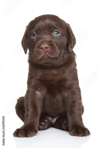 Cute Labrador puppy portrait