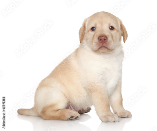 Labrador retriever puppy portrait
