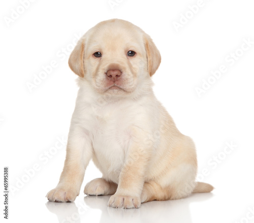 Labrador retriever puppy  portrait