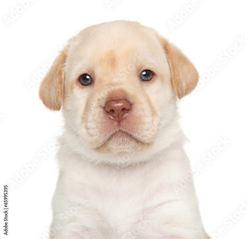 Labrador retriever puppy, portrait