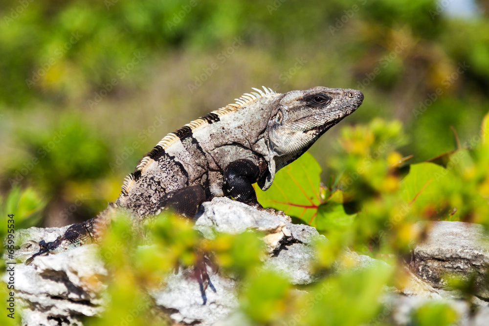 Obraz premium Gray-brown iguana basking on the rocks