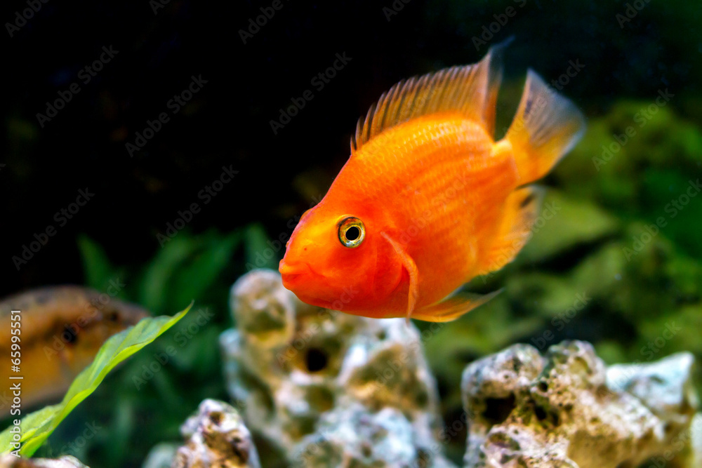 beautiful aquarium decorative orange parrot fish beautiful aquarium decorative orange parrot fish