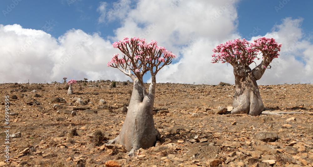 Obraz premium Bottle tree in bloom - adenium obesum