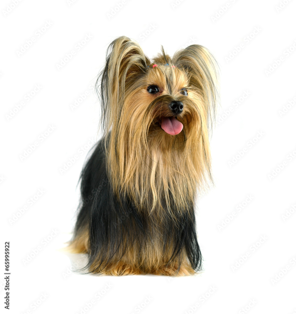 yorkshire terrier isolated on white yorkshire terrier isolated on white