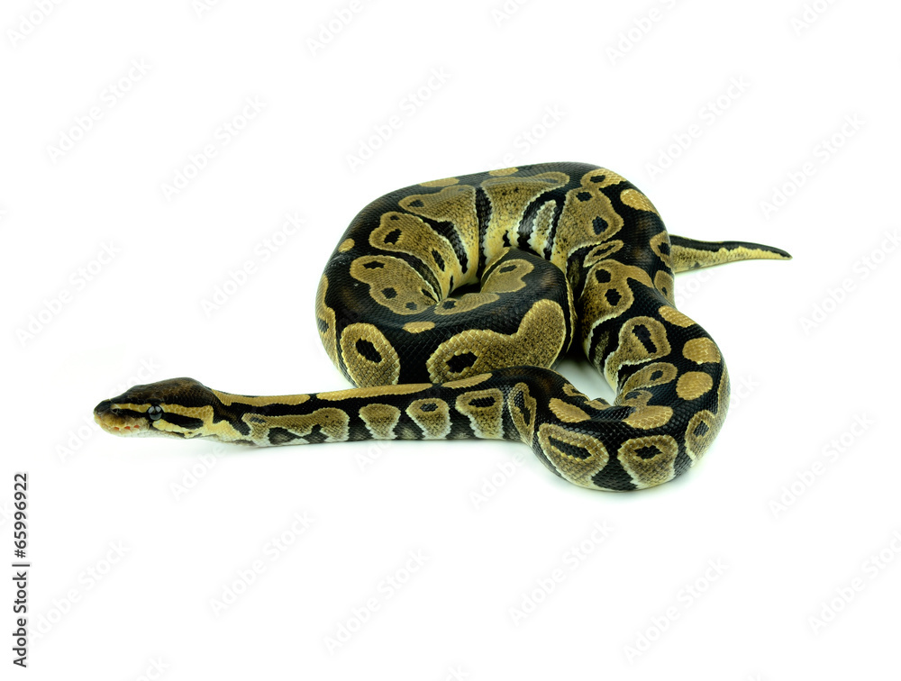 Fototapeta premium Royal Python, or Ball Python in studio against a white backgroun