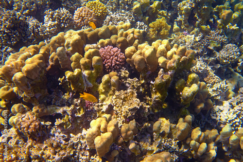 coral reef