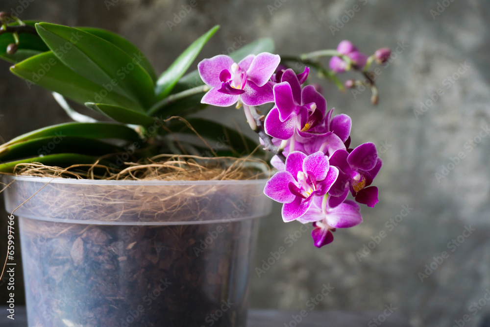 Naklejka premium Blooming orchid