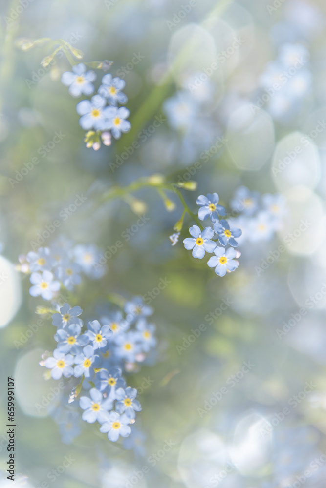 Obraz premium forget-me-not