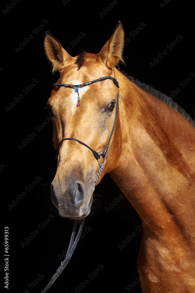 Obraz premium Akhal-Teke horse