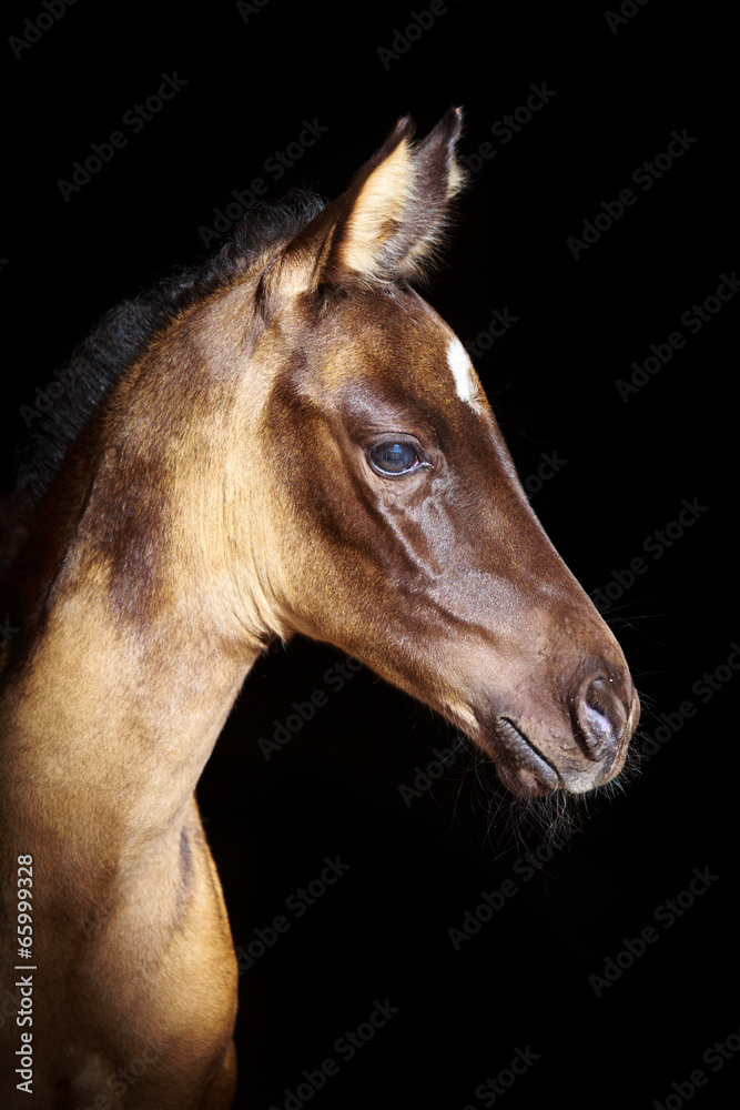 Obraz premium Koń achał-tekiński