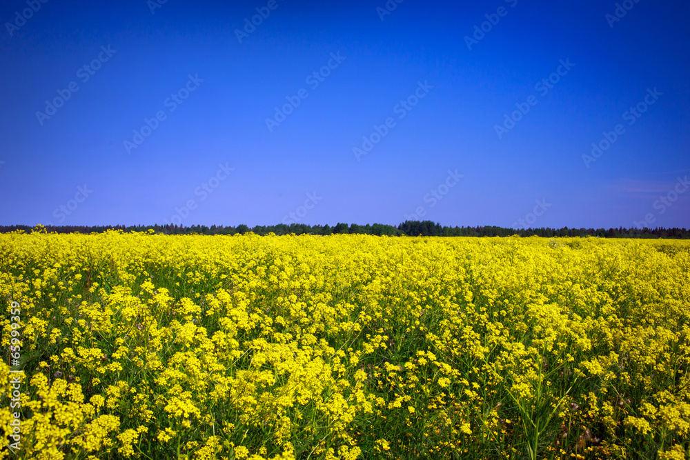 Fototapeta premium Landscape with yellow rocketcress