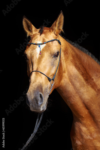 Fototapeta Naklejka Na Ścianę i Meble -  Akhal-Teke horse