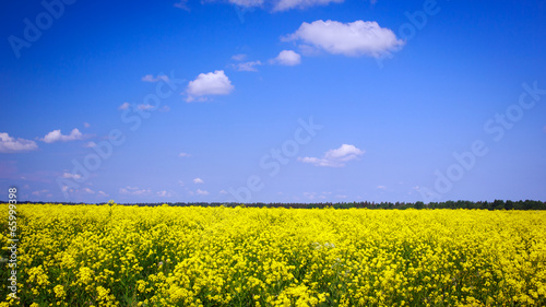 Landscape with yellow rocketcress