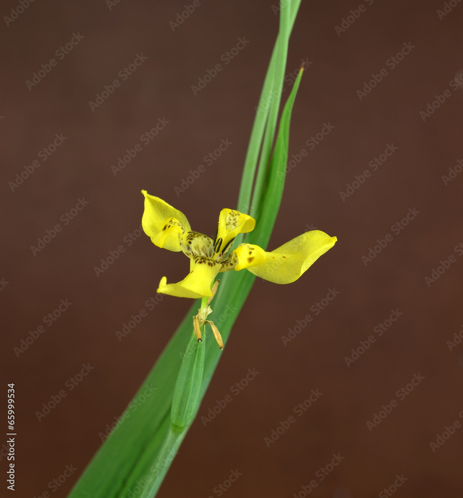 yellow iris isolated on a brown background yellow iris isolated on a brown background