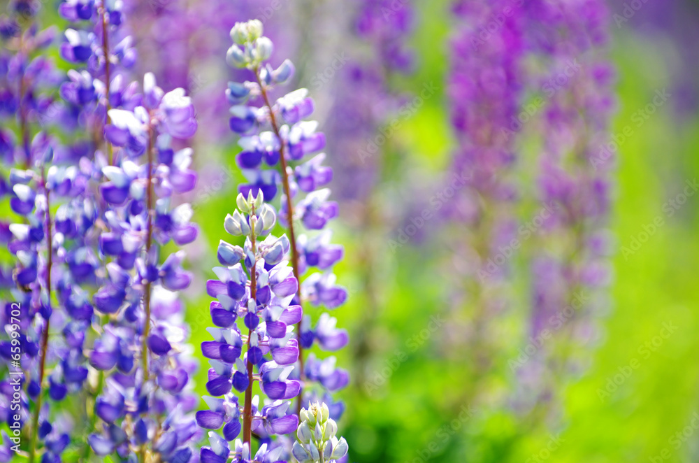 flowers flowers